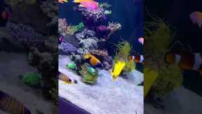 Just some BEAUTIFUL fish in the reef tank! #aquarium #aquariumfish