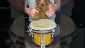 Puppy Drums #shorts