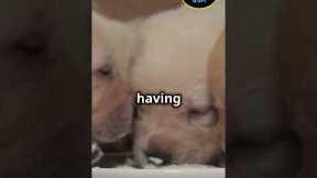 Adorable Puppy Enjoys Milk Time! ...#shorts