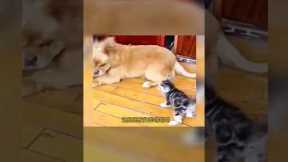funny 😺 cat Vs dog 🐕 fight #@Mr.Meow999 #shorts #viralshorts #funny #cute #short #funnycats