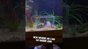 They built a fish tank for their cat 👏