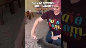 #HowTo Train Your #Cat ✨ targeting ✨