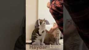 Cat Trick Training #cats #catvideos #catlover