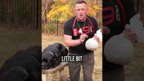 How To Prevent The No.1 Secret Killer Of Dogs!
