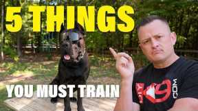 The Top 5 Skills for Training a Perfect Dog!