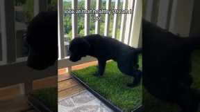 How To Potty Train Your Puppy In An Apartment