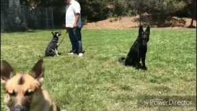 Bay Area K9 Training #bayareak9 #bayareak9training