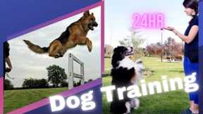 How to train a dog | Dog Training