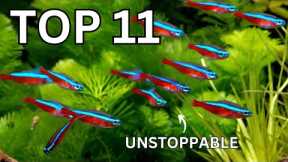 11 UNSTOPPABLE Fish That THRIVE in Any Aquarium!