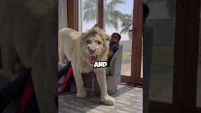 Do you want to have a bodyguard like that? #pet #animals #handsome #lion #shorts #shortvideo