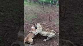 Dog Training for All Ages and Breeds #Dog #DogTraining #TrainingTips