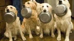 Funny Animals - Best Trained & Disciplined Dogs - Funny Dogs Videos Compilation 2016