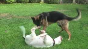 Big Dogs Playing Rough Training Video - Cutest Couple!