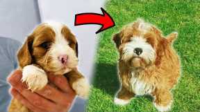 I Trained My Puppy Into A Pro In 5 Weeks