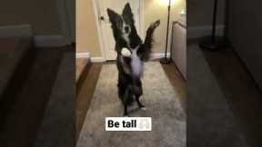 Fun tricks my dog knows 🐶 #shorts #youtubeshorts