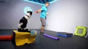 Canine Fitness And Tricks!
