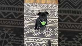 Dog jumps on people, how to train your dog to not jump #dogtraining