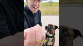 How to Teach Your Dog to Stop Eating Things Off the Ground. #dogtraining #puppytraining #dogtrainer