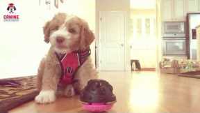 First 72 hours with a Puppy, 8 week old Australian Labradoodle Kona