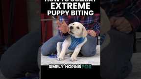 How To Combat Extreme Puppy Biting