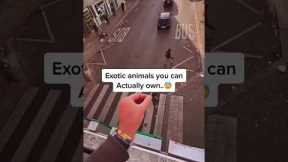 Exotic Animals You Can Own