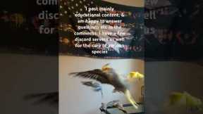 Welcome to the Channel! I teach up-to date ethical care for exotic birds.