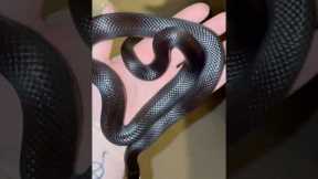 My snakes growing! #pets #reptiles #mexican #kingsnake #mbk #black #growth #snake #shorts #exotic