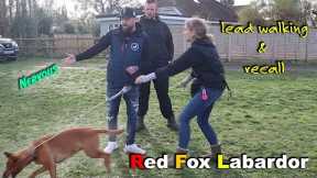 Fox Red Labrador, Nervous, Lead Walking & Recall - Professional Dog Trainer