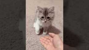 Teaching handshake 🤝 #cat #kitten #cutecat #catlover #cute #cuteanimals #cattraining