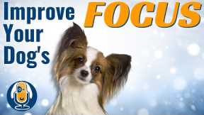 Pro Dog Training Tip To Improve Your Dog's Focus #35