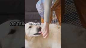Master Dog Training  Easy Guide!