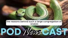 ENGLISH IN NEWS- Snakes in Australian Yard | LEARNING