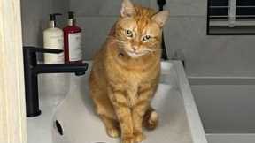 I Can't With These Cats!!   Silly and Funny Cats Video