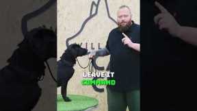 Teach Your Dog To Leave It #dogtraining