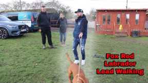 Fox Red Labrador - Lead Walking Special - Professional Dog Trainer