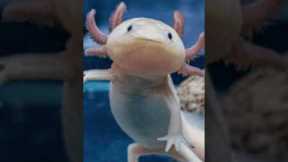 Top 5 Exotic Pets You Can Own #top5 #shorts