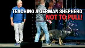Tips To Training A German Shepherd The Right Way | Live Dog Demos