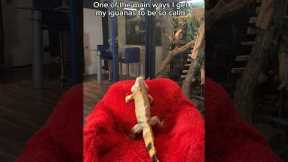 This is why my iguanas are so calm   #exoticpets #reptile #lizard #animals #reptiles #pets