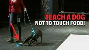 How To Teach Your Dog To Not Rush To Food | Live Dog Demos