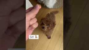 Toy poodle learning tricks!  #toypoodle #puppytraining #barboncino