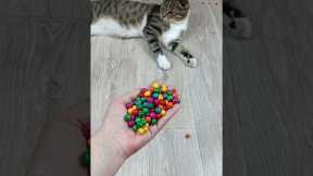 Cat Barsik Beads 📿 Domino Reverse Video #cat #catvideos #asatisfyingvideofamily #funny