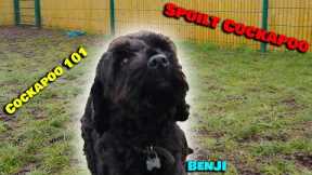 Spoilt Whining Cockapoo 101 - Professional Dog Trainer - Full Training Session