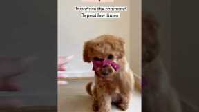 Dog trick Tutorials - how to teach your dog ‘Shy’ #puppy #dogtraining #dogtricks #cavapoo #tricks