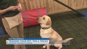 Training your pet: Tips and tricks