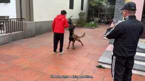 Belgian Shepherd Dog Training Techniques at Home#dog #germanshepherd #pets