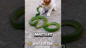 This is Why Snakes Lose To Cats Every Fight, UNTIL..😱
