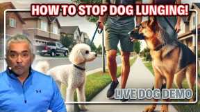 Best Tips To Stop Your Dog From Pulling And Lunging | Live Dog Demos