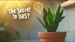 Unlock the Secret to Thriving Snake Plants!