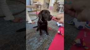 Hazel (Chocolate Lab) How to teach a puppy to do basic behaviors with narration #dog #shorts