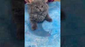 Cat meow! #shortvideo #cat #mycatchannel #funny #catchannel #yourcat #pets #catschannel #funnycats